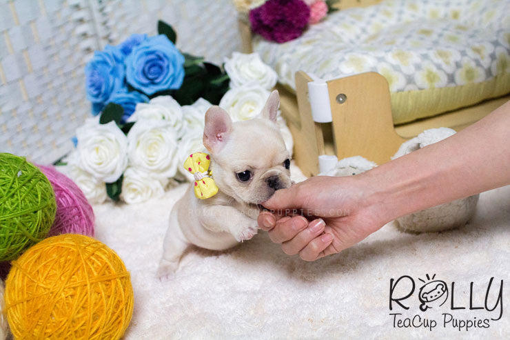 Rolly Teacup Puppies Hope - French Bulldog.