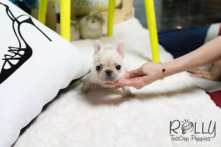 Rolly Teacup Puppies Hope - French Bulldog.