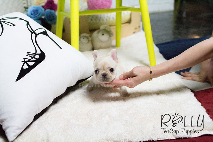 Rolly Teacup Puppies Hope - French Bulldog.