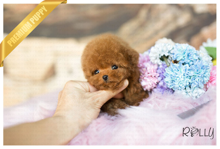 Rolly Teacup Puppies (Purchased by Dang) Hudson - Poodle. M.