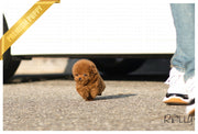 Rolly Teacup Puppies (Purchased by Dang) Hudson - Poodle. M.