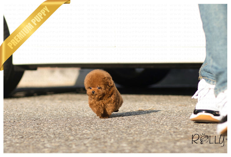 Rolly Teacup Puppies (Purchased by Dang) Hudson - Poodle. M.