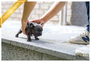 Rolly Teacup Puppies (SOLD to Katie) Hulk - French Bulldog. M.