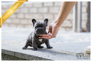Rolly Teacup Puppies (SOLD to Katie) Hulk - French Bulldog. M.