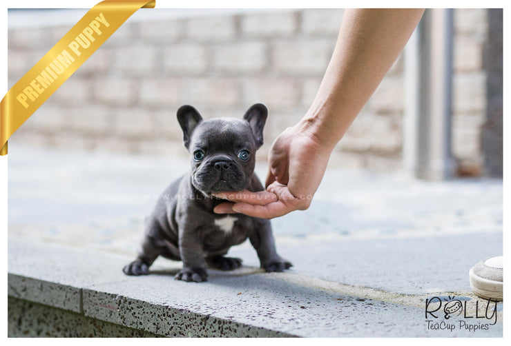 Rolly Teacup Puppies (SOLD to Katie) Hulk - French Bulldog. M.