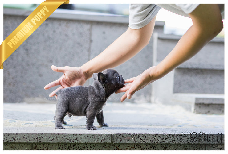 Rolly Teacup Puppies (SOLD to Katie) Hulk - French Bulldog. M.