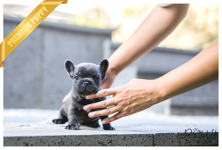 Rolly Teacup Puppies (SOLD to Katie) Hulk - French Bulldog. M.