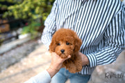 Rolly Teacup Puppies (PURCHASED by DeRosso)Hunter - Golden Doodle. M.