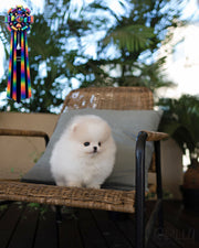 HUNTER - MALE (PURCHASED by BEDIKIAN)