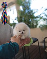 HUNTER - MALE (PURCHASED by BEDIKIAN)