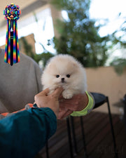 HUNTER - MALE (PURCHASED by BEDIKIAN)