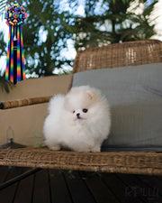HUNTER - MALE (PURCHASED by BEDIKIAN)