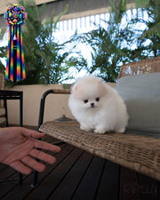 HUNTER - MALE (PURCHASED by BEDIKIAN)