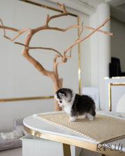 ICE - MALE (PURCHASED by PU)