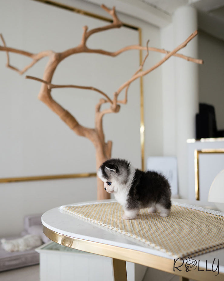ICE - MALE (PURCHASED by PU)