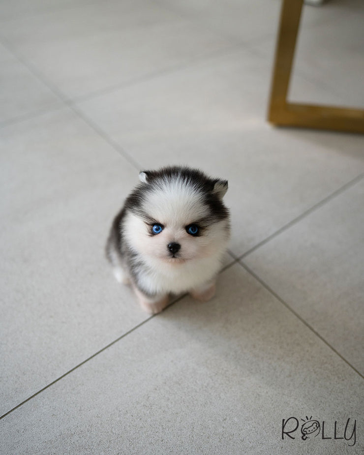 ICE - MALE (PURCHASED by PU)