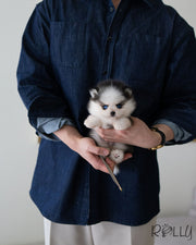 ICE - MALE (PURCHASED by PU)