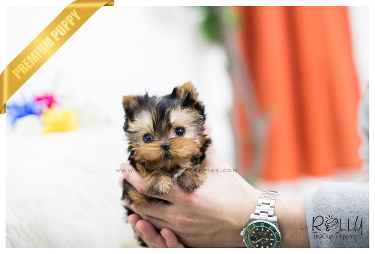 Rolly Teacup Puppies (SOLD to Boeckmann) Ryder - Yorkshire Terrier. M.