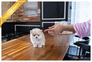 Rolly Teacup Puppies (PURCHASED by Silfanus) IVORY - Pomsky. F.