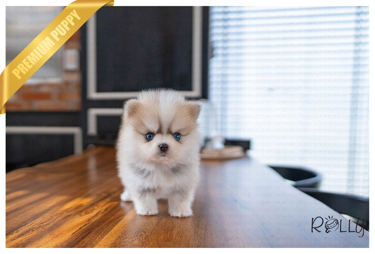 Rolly Teacup Puppies (PURCHASED by Silfanus) IVORY - Pomsky. F.