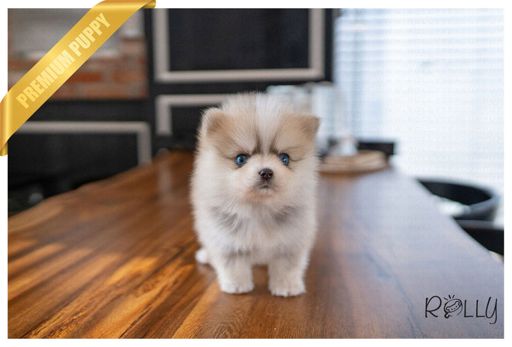 Rolly Teacup Puppies (PURCHASED by Silfanus) IVORY - Pomsky. F.