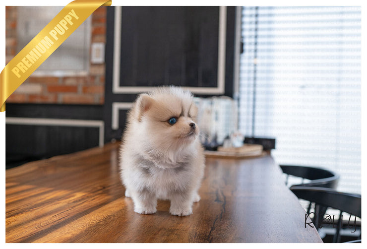 Rolly Teacup Puppies (PURCHASED by Silfanus) IVORY - Pomsky. F.