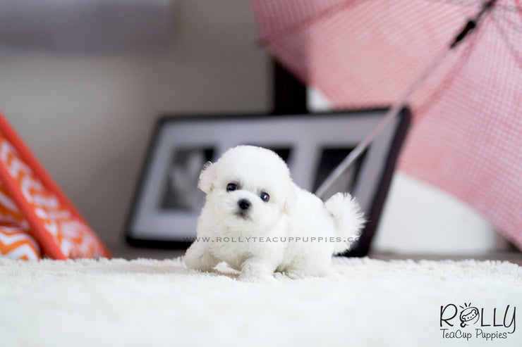 Rolly Teacup Puppies (SOLD to Bille)Igloo - Bichon. M.