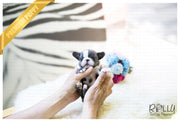 Rolly Teacup Puppies (SOLD to Yogini) Igloo - French. F.