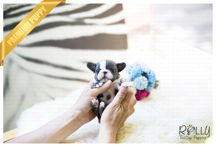 Rolly Teacup Puppies (SOLD to Yogini) Igloo - French. F.