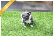 Rolly Teacup Puppies (SOLD to Yogini) Igloo - French. F.
