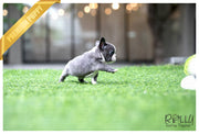 Rolly Teacup Puppies (SOLD to Yogini) Igloo - French. F.