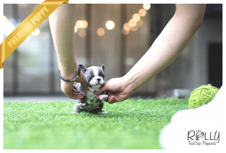 Rolly Teacup Puppies (SOLD to Yogini) Igloo - French. F.