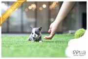 Rolly Teacup Puppies (SOLD to Yogini) Igloo - French. F.