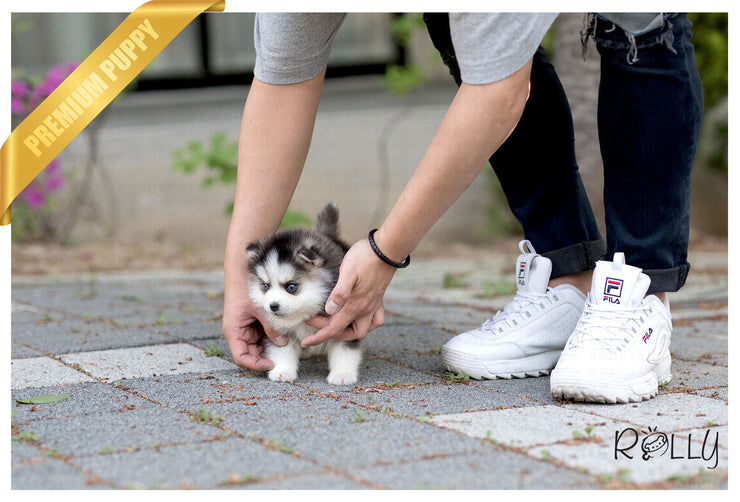 Rolly Teacup Puppies (Purchased by Hendrickson) Igloo - Pomsky. M.