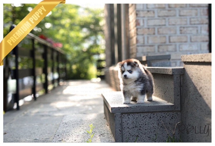 Rolly Teacup Puppies (Purchased by Hendrickson) Igloo - Pomsky. M.