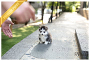 Rolly Teacup Puppies (Purchased by Hendrickson) Igloo - Pomsky. M.
