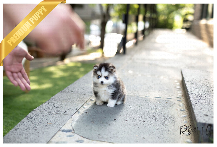 Rolly Teacup Puppies (Purchased by Hendrickson) Igloo - Pomsky. M.