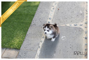 Rolly Teacup Puppies (Purchased by Hendrickson) Igloo - Pomsky. M.