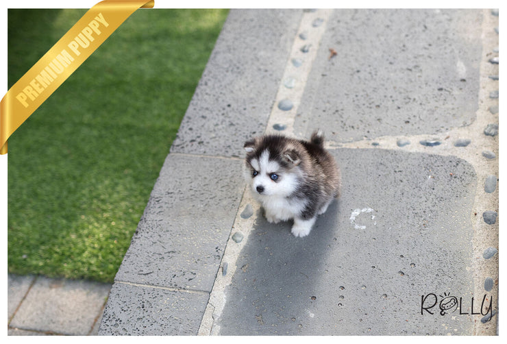 Rolly Teacup Puppies (Purchased by Hendrickson) Igloo - Pomsky. M.