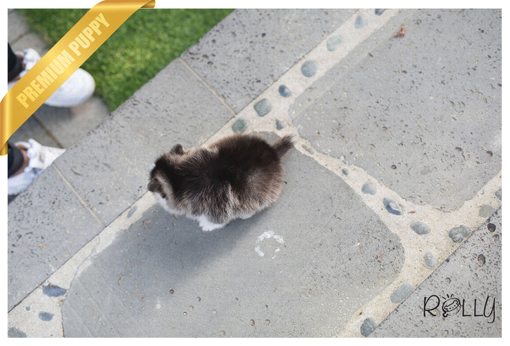 Rolly Teacup Puppies (Purchased by Hendrickson) Igloo - Pomsky. M.