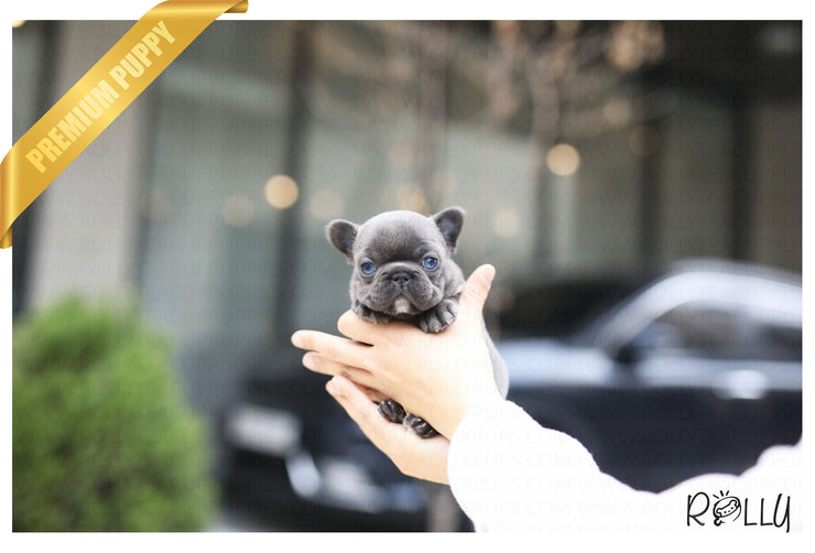 Rolly Teacup Puppies (Purchased by Jones) Itsy - Frenchie. F.