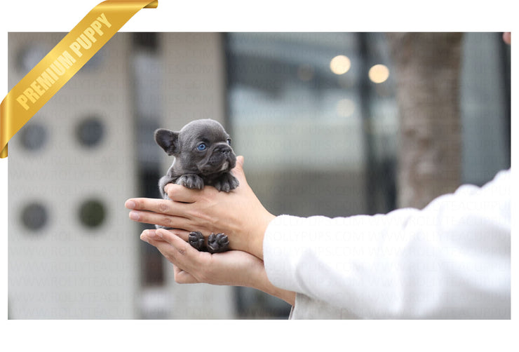 Rolly Teacup Puppies (Purchased by Jones) Itsy - Frenchie. F.