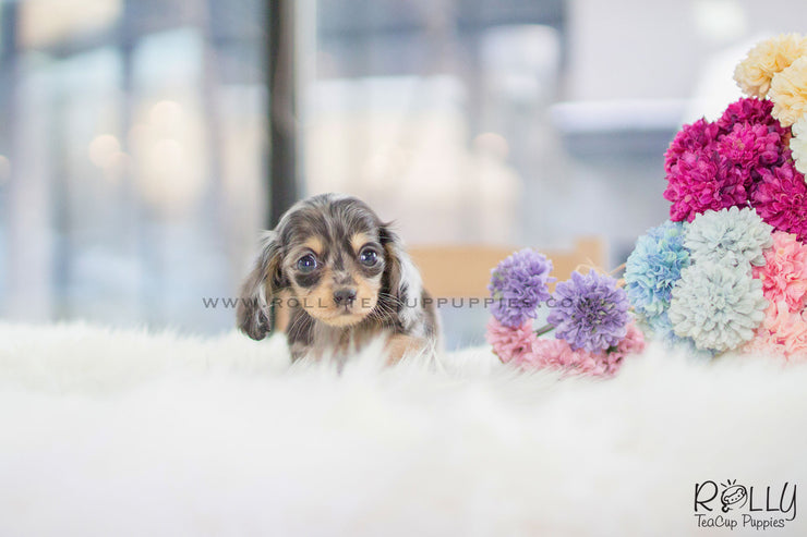Rolly Teacup Puppies (SOLD to R.F) Jack - Dachshund. M.