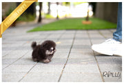 Rolly Teacup Puppies (Purchased by Ken) Jack - Pomeranian. M.
