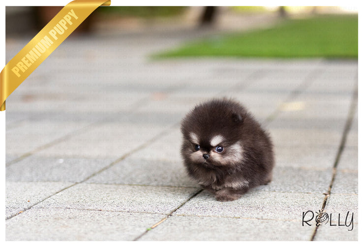 Rolly Teacup Puppies (Purchased by Ken) Jack - Pomeranian. M.