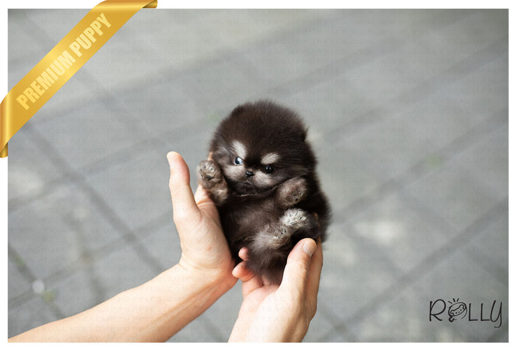Rolly Teacup Puppies (Purchased by Ken) Jack - Pomeranian. M.