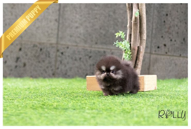Rolly Teacup Puppies (Purchased by Ken) Jack - Pomeranian. M.