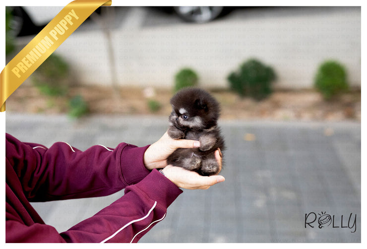 Rolly Teacup Puppies (Purchased by Ken) Jack - Pomeranian. M.