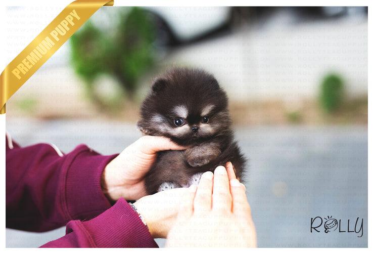 Rolly Teacup Puppies (Purchased by Ken) Jack - Pomeranian. M.