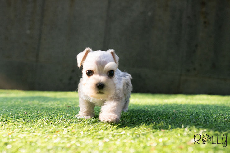 Rolly Teacup Puppies (Purchased by Chu) JASPER - Mauzer. M.